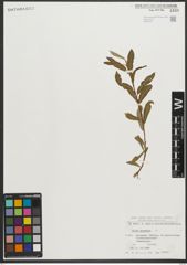 Foto von Salix purpurea L.